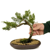 Shimpaku Juniper - D289