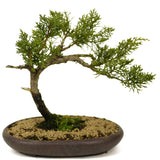 Shimpaku Juniper - D289