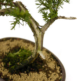 Shimpaku Juniper - D289