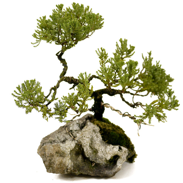 Dwarf Juniper Root-On-Rock- D291 – Stone Lantern