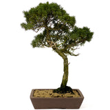 Shimpaku Juniper - D292