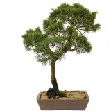 Shimpaku Juniper - D292