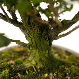 Sekka Hinoki Cypress D293