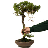 Dwarf Procumbens Juniper - D294