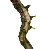 Dwarf Procumbens Juniper - D294