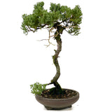 Dwarf Procumbens Juniper - D294
