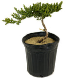 Dwarf Japanese Garden Juniper - D300