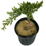 Dwarf Japanese Garden Juniper - D300