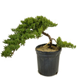 Dwarf Japanese Garden Juniper - D301