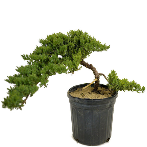 Dwarf Japanese Garden Juniper - D301