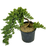 Dwarf Japanese Garden Juniper - D301