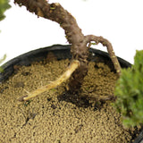 Dwarf Japanese Garden Juniper - D301