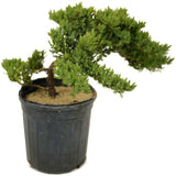 Dwarf Japanese Garden Juniper - D301