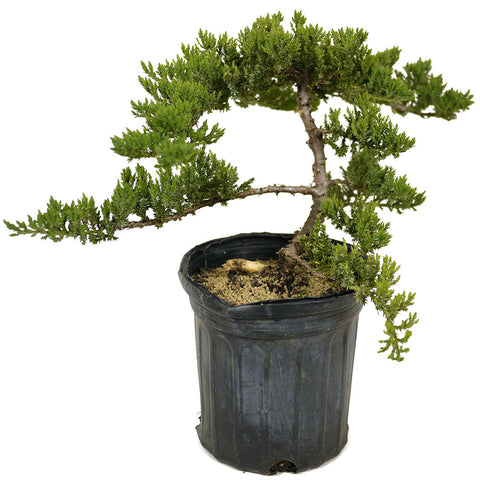 Dwarf Japanese Garden Juniper - D302