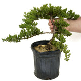 Dwarf Japanese Garden Juniper - D302