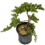 Dwarf Japanese Garden Juniper - D302