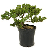 Dwarf Japanese Garden Juniper - D302