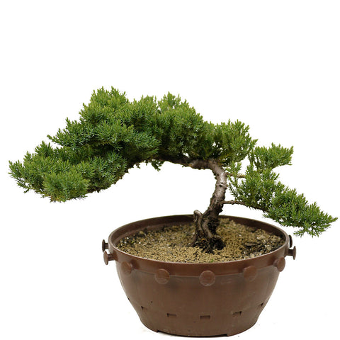 Dwarf Japanese Garden Juniper - D303A