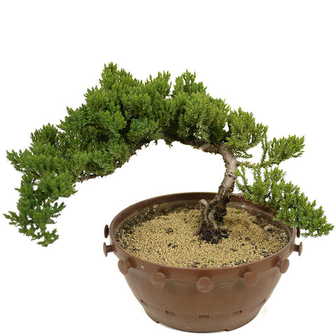 Dwarf Japanese Garden Juniper - D303
