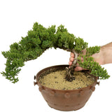 Dwarf Japanese Garden Juniper - D303
