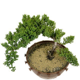 Dwarf Japanese Garden Juniper - D303
