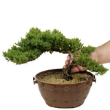 Dwarf Japanese Garden Juniper - D303A