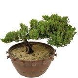 Dwarf Japanese Garden Juniper - D303