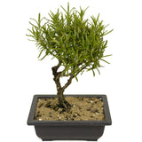 Rosemary Bonsai D304