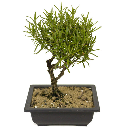 Rosemary Bonsai D304