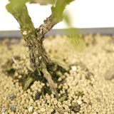 Rosemary Bonsai D304