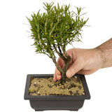 Rosemary Bonsai D304