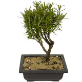 Rosemary Bonsai D304