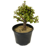 Mini Jade D305