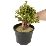Mini Jade D305