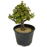 Mini Jade D305