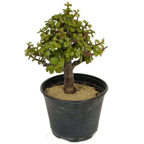 Mini Jade D305