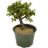 Mini Jade D306