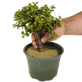 Mini Jade D306