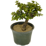 Mini Jade D306