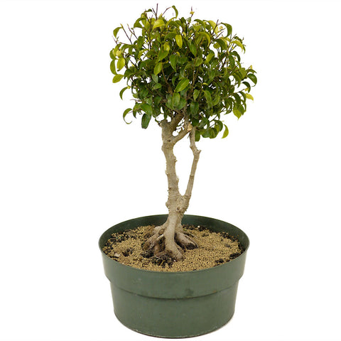 Ficus Too Little Bonsai D307