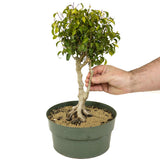 Ficus Too Little Bonsai D307