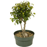 Ficus Too Little Bonsai D307