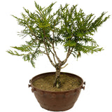 Northern White Cedar D308