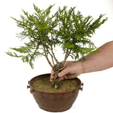 Northern White Cedar D308