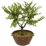 Northern White Cedar D308