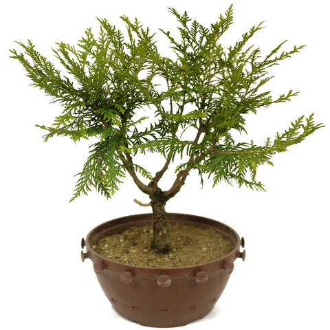 Northern White Cedar D308