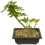 Dwarf Umbrella Tree aka Aboricola Schefflera Bonsai D309