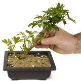 Dwarf Umbrella Tree aka Aboricola Schefflera Bonsai D309