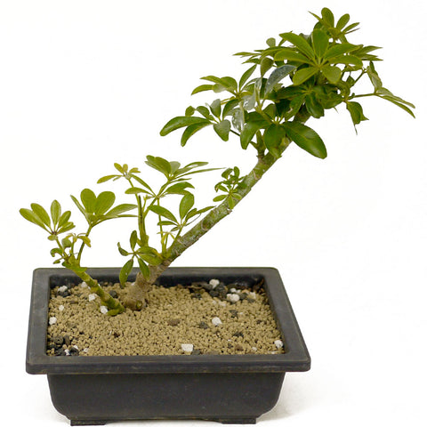 Dwarf Umbrella Tree aka Aboricola Schefflera Bonsai D309