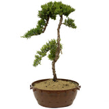 Dwarf Japanese Garden Juniper Pre-Bonsai - D310